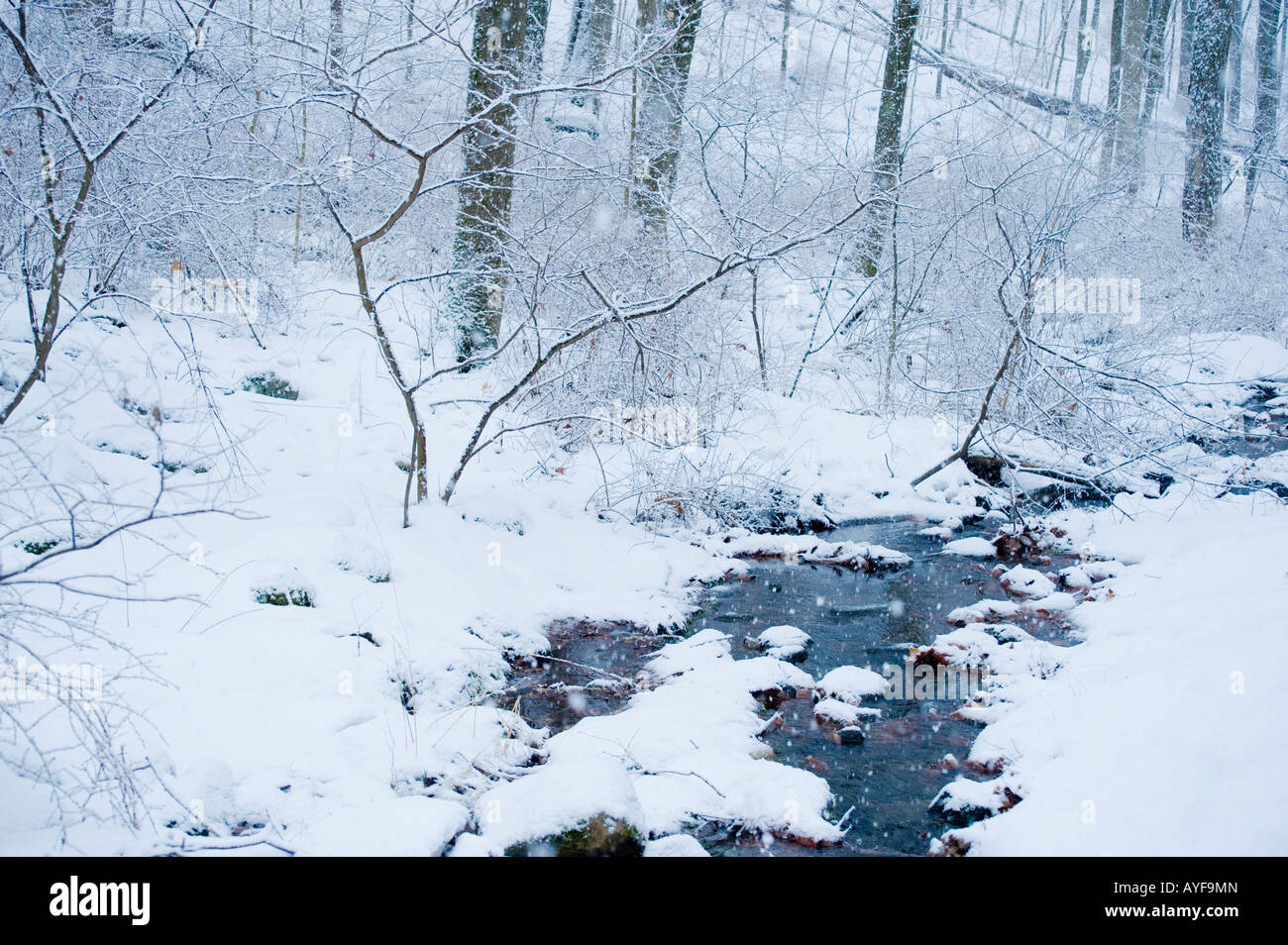 Alberi e trasmettere in streaming la coperta di neve Foto Stock