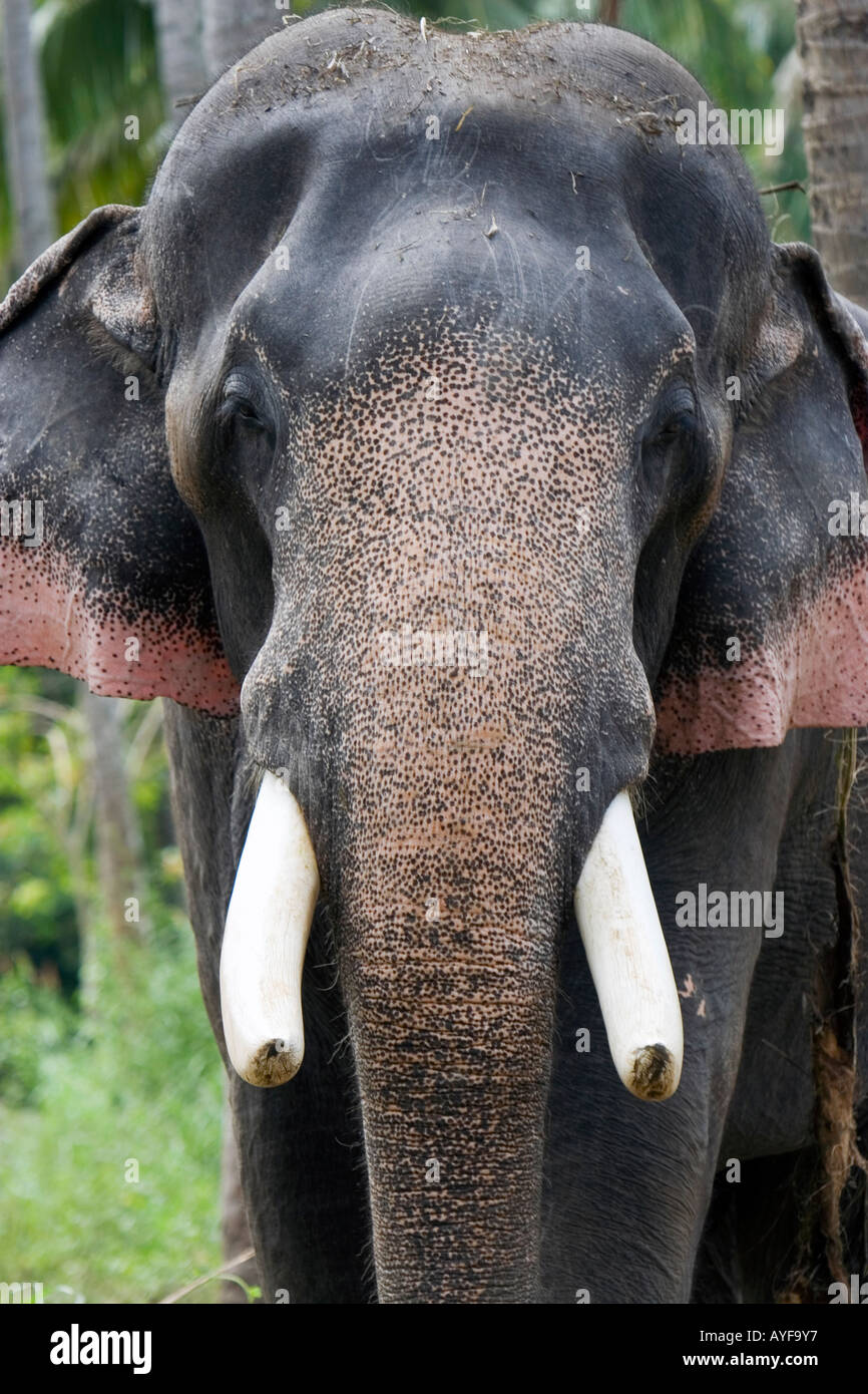 Captive elefante indiano in un elefante santuario. Kerela. India Foto Stock