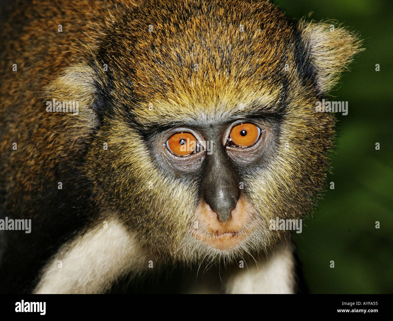 Adulto Mona monkey cercopithecus mona Baobeng Fiema Ghana Foto Stock