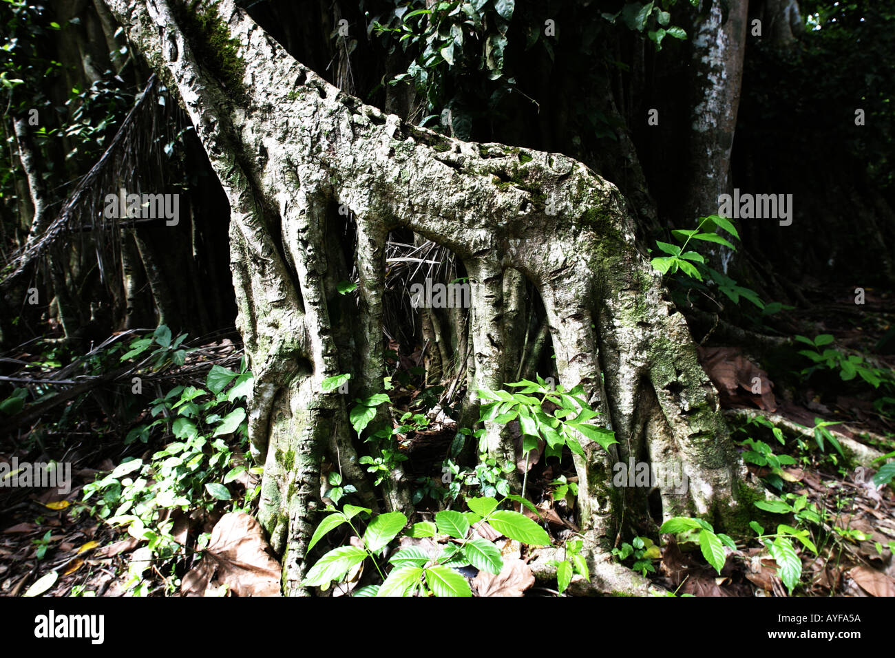 Strangler fig con cicatrici dove la calce dell'uccello è stato raccolto da bambini Baobeng Fiema Ghana Foto Stock