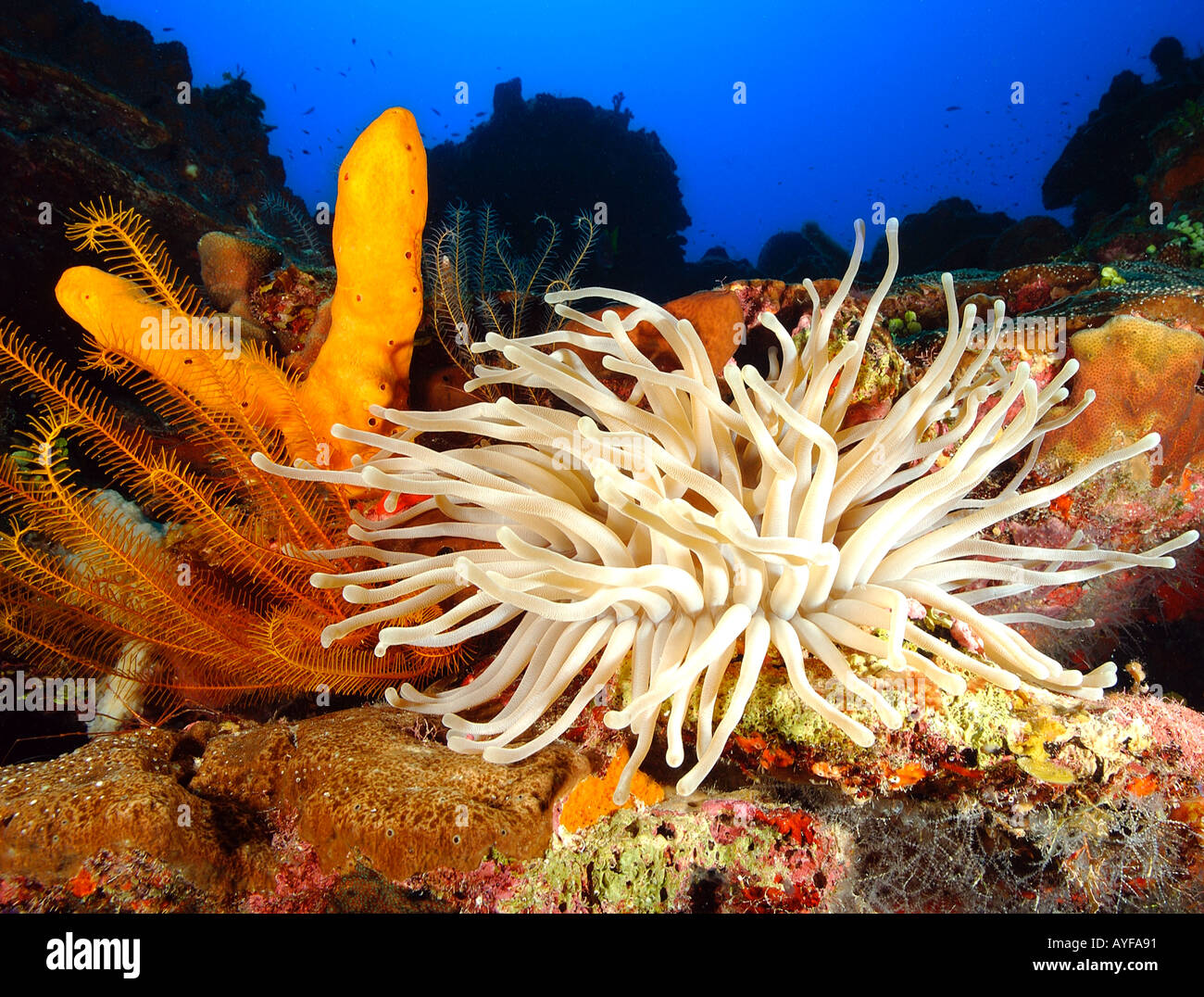 Close-up di ampio angolo di fotografia subacquea vivere Coral reef Anemone, spugne arancione, basket star cercando attraverso il mare blu profondo di Turks e Caicos Foto Stock