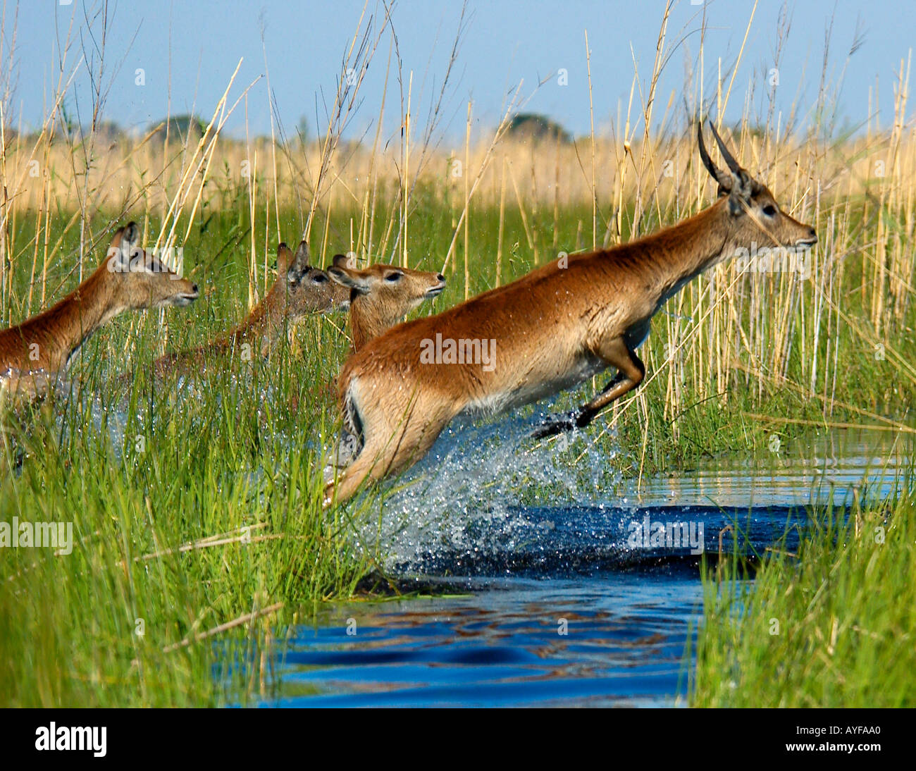 Primo piano di azione di arresto alla mandria di Lechwe saltando attraverso un ruscello in alti erba verde di permanentemente allagate zone umide di Okavango Delta Botswana Africa Foto Stock