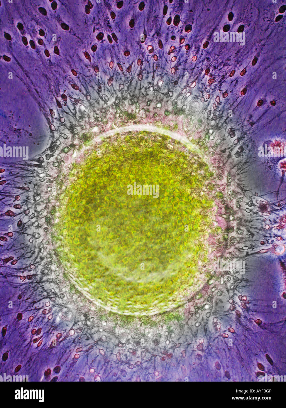 Sperma umano fecondare le cellule uovo fecondato Foto Stock