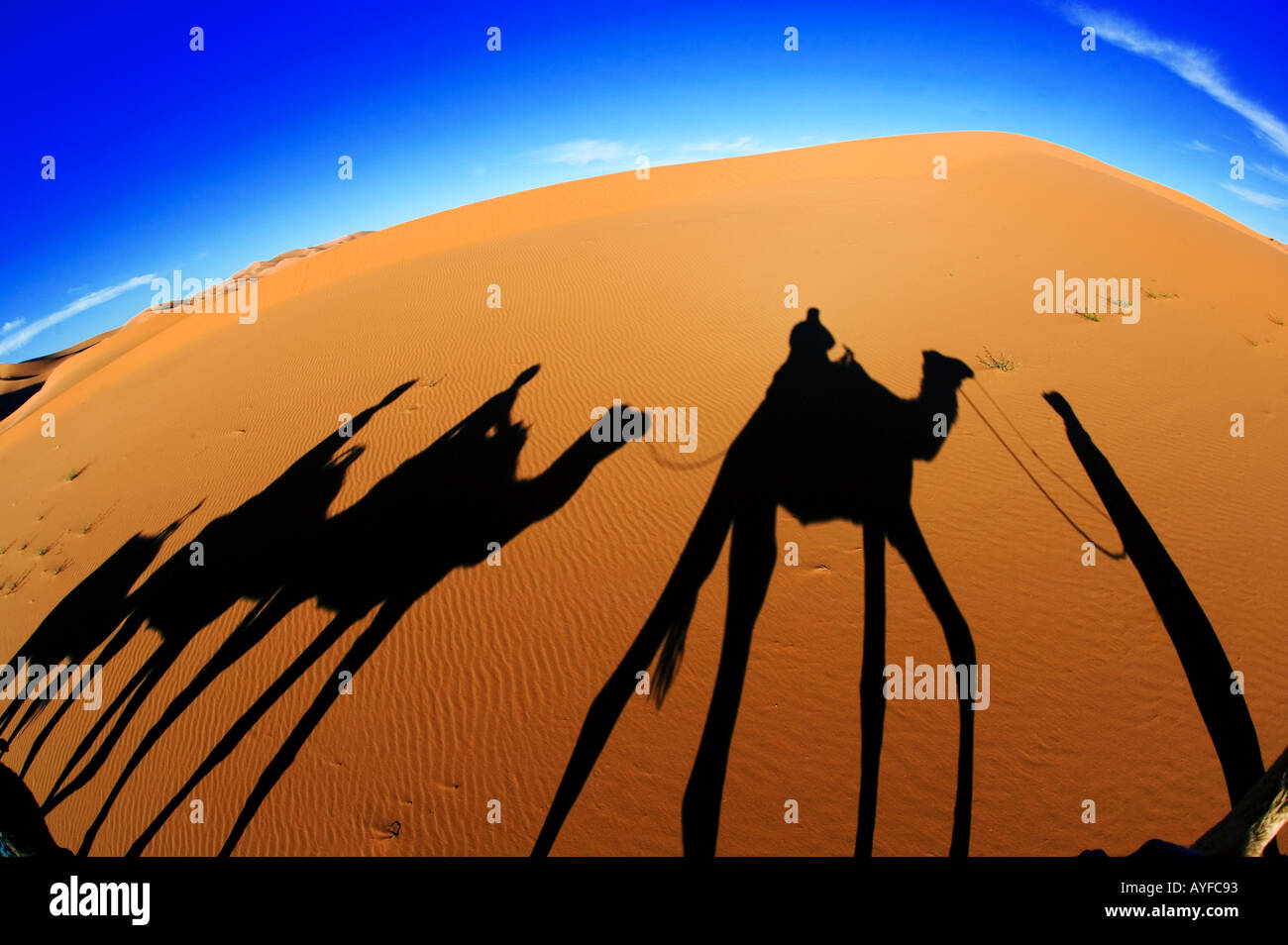 Turismo le ombre proiettate da un turista camel trek nelle dune di sabbia di Erg Chebbi zona deserto del Sahara in Marocco Modello rilasciato Foto Stock