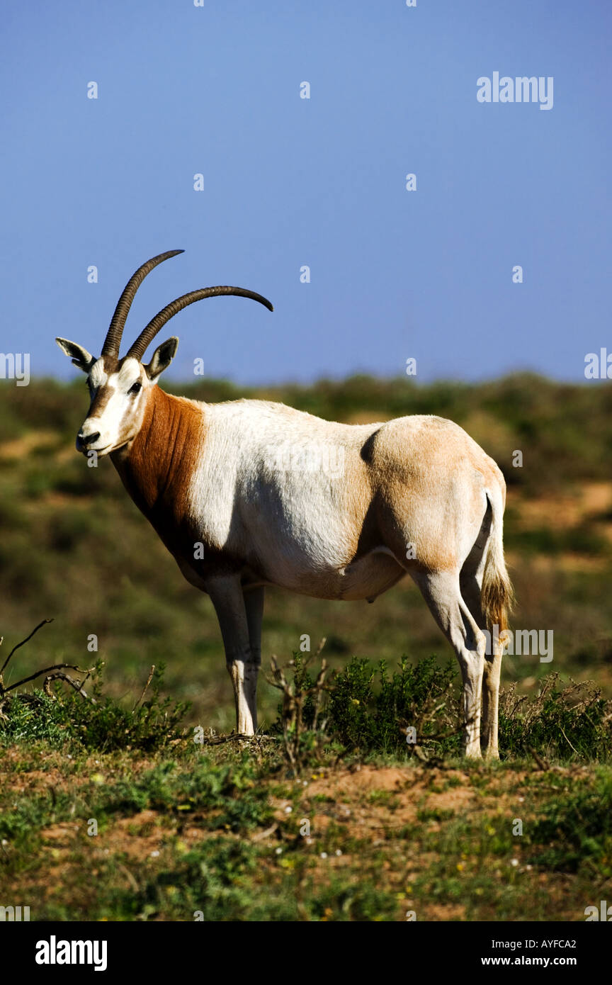 Scimitar cornuto oryx Sahara oryx Oryx dammah Marocco estinto nel selvaggio Foto Stock
