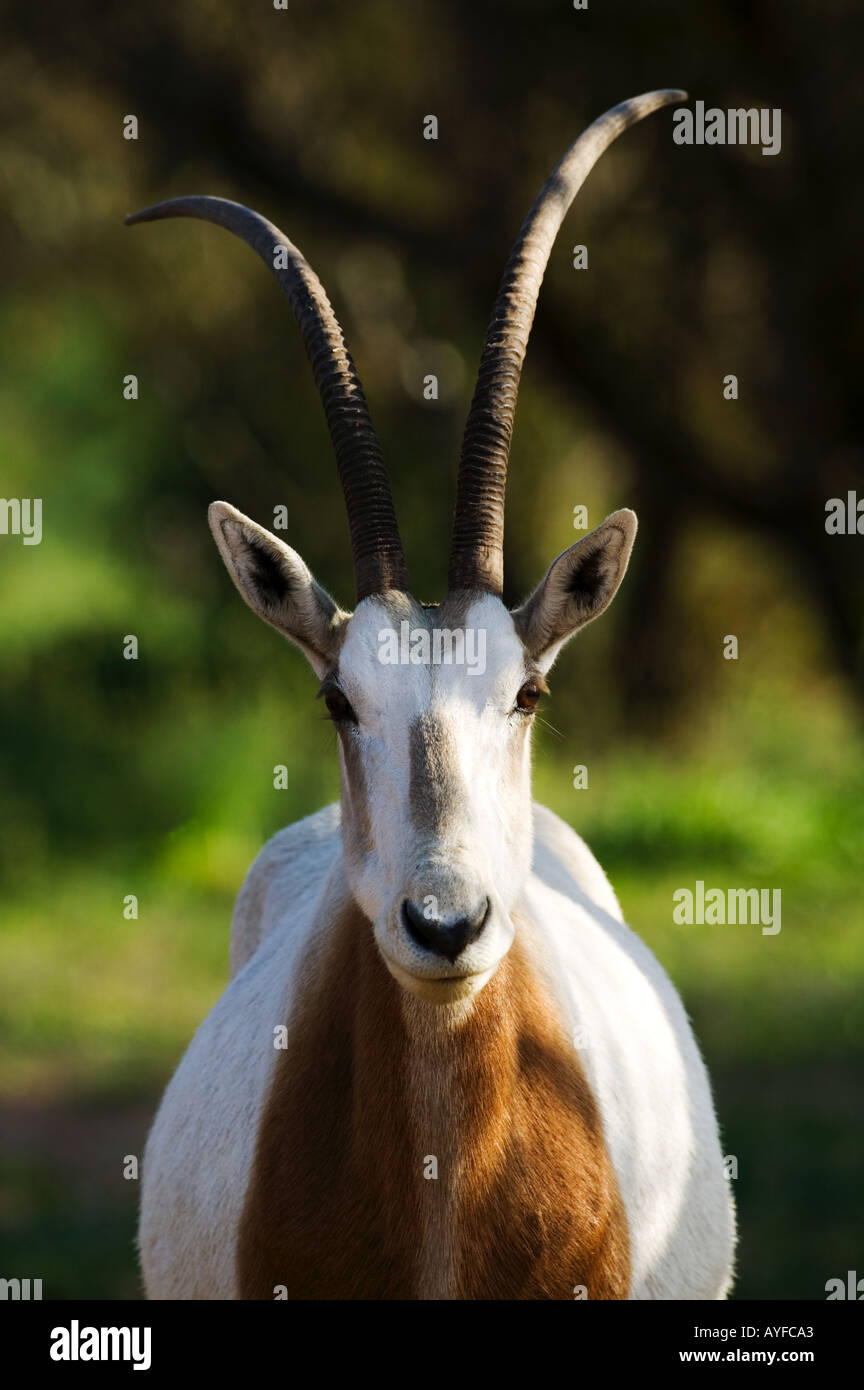 Scimitar cornuto oryx Sahara oryx Oryx dammah Marocco ma estinto nel selvaggio Foto Stock