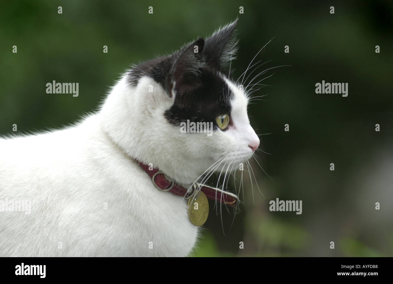 Gatto in un garden REGNO UNITO Foto Stock