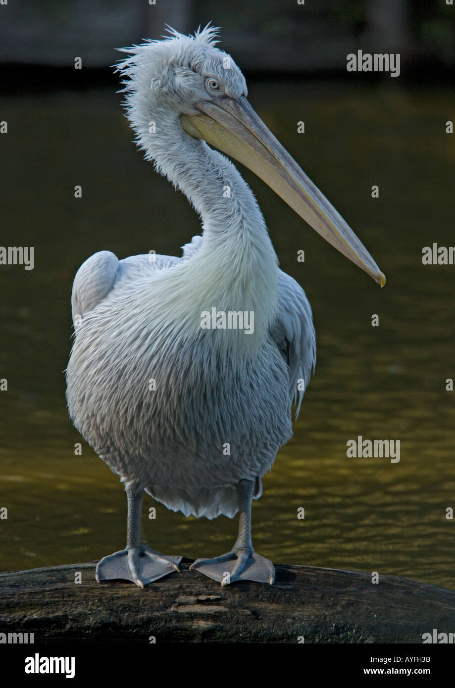 Pellicano dalmata rari del sud est europeo; specie Pelecanus crispus Foto Stock