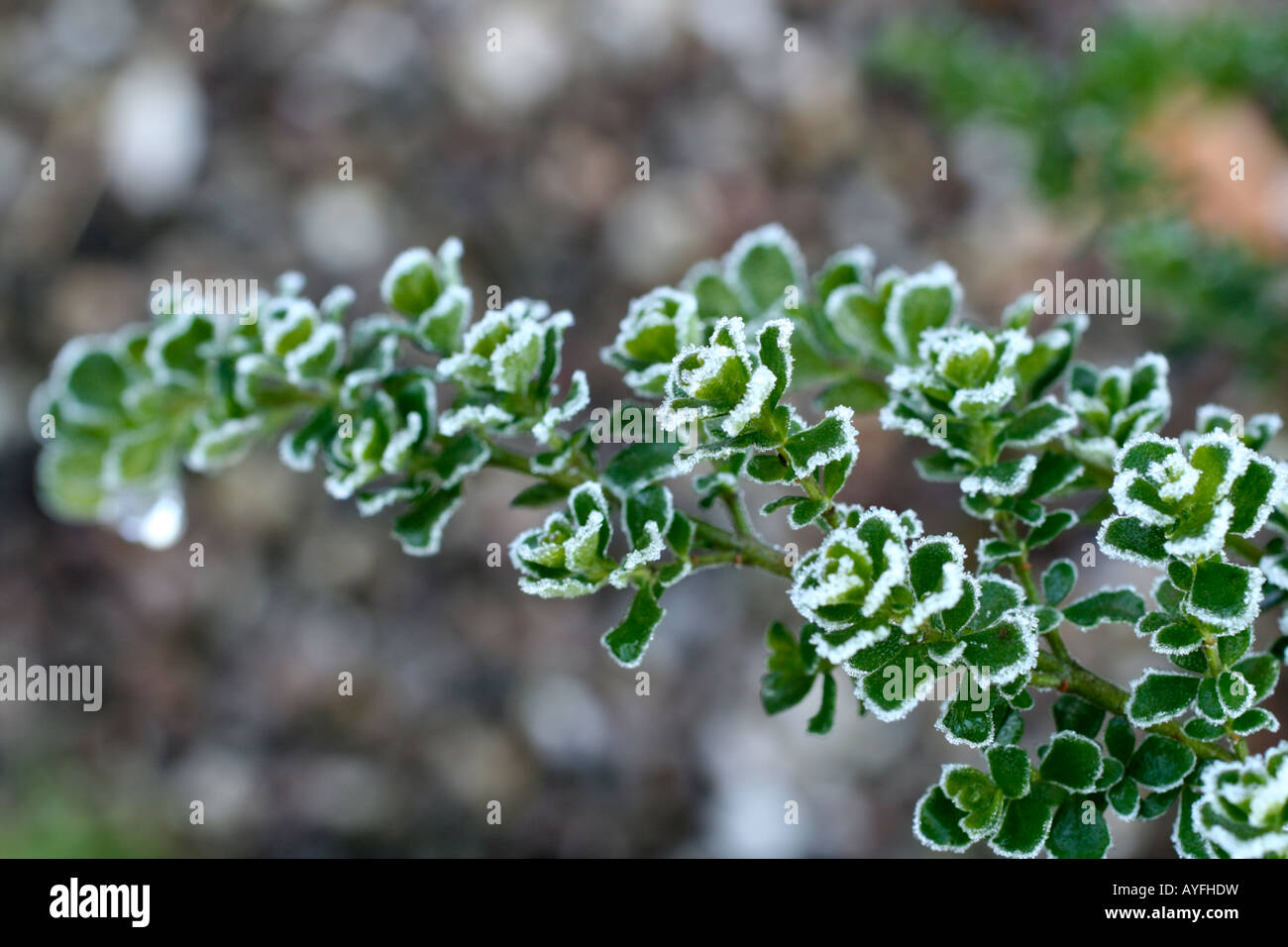 Trasformata per forte gradiente brina sul fogliame di PROSANTHERA CUNEATA Foto Stock