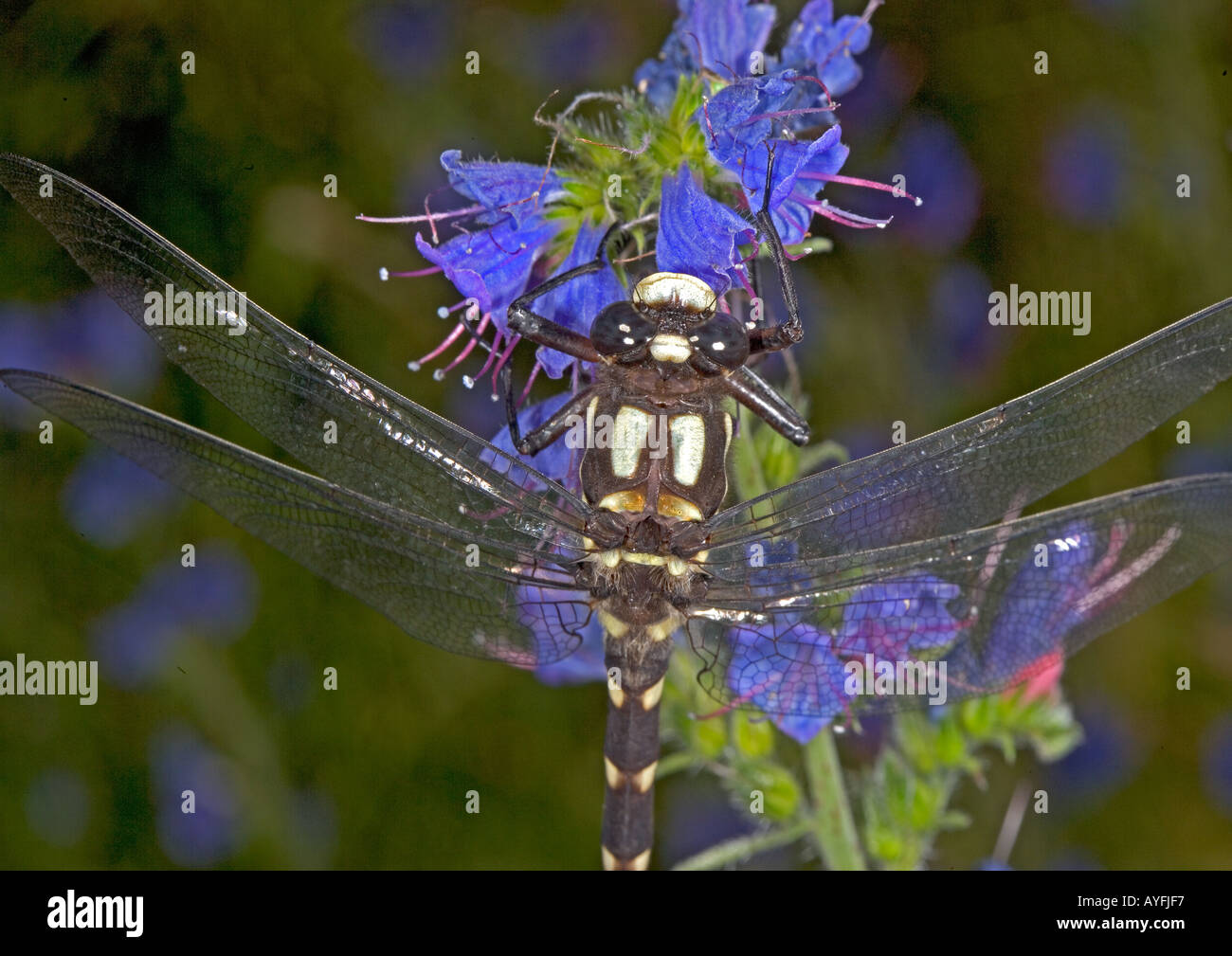 Il gigante di montagna dragonfly maschio Isola del Sud della Nuova Zelanda Foto Stock