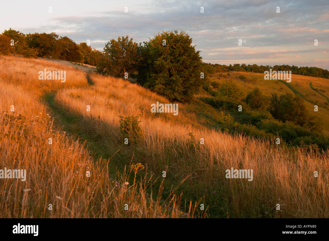 Bison Hill, Dunstable Downs Foto Stock