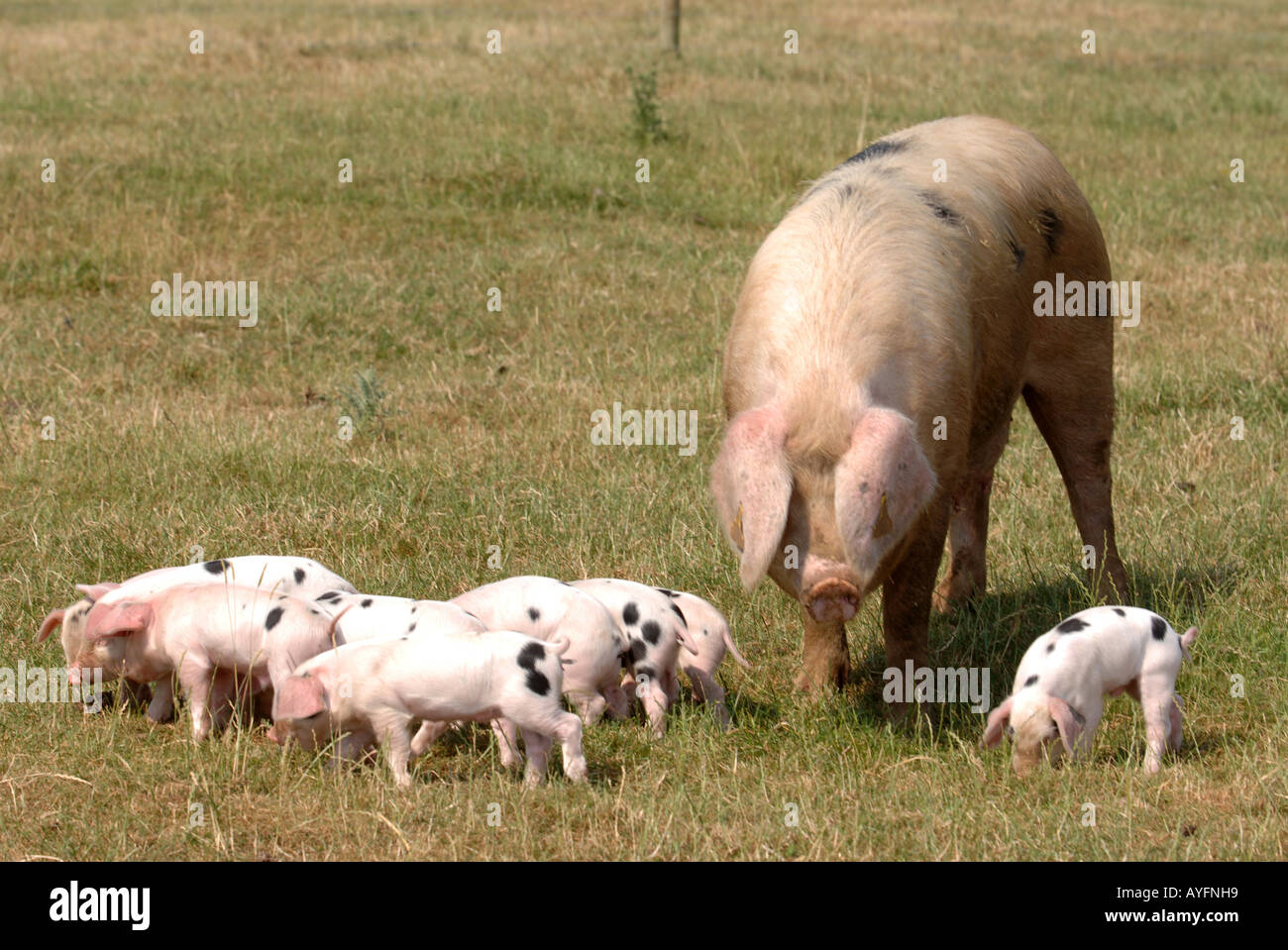 Un GLOUCESTER OLD SPOT seminare con lei i suinetti al Cotswold Farm Park vicino a STOW ON THE WOLD GLOUCESTERSHIRE REGNO UNITO Foto Stock