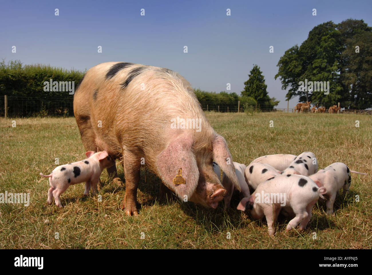 Un GLOUCESTER OLD SPOT seminare con lei i suinetti al Cotswold Farm Park vicino a STOW ON THE WOLD GLOUCESTERSHIRE REGNO UNITO Foto Stock