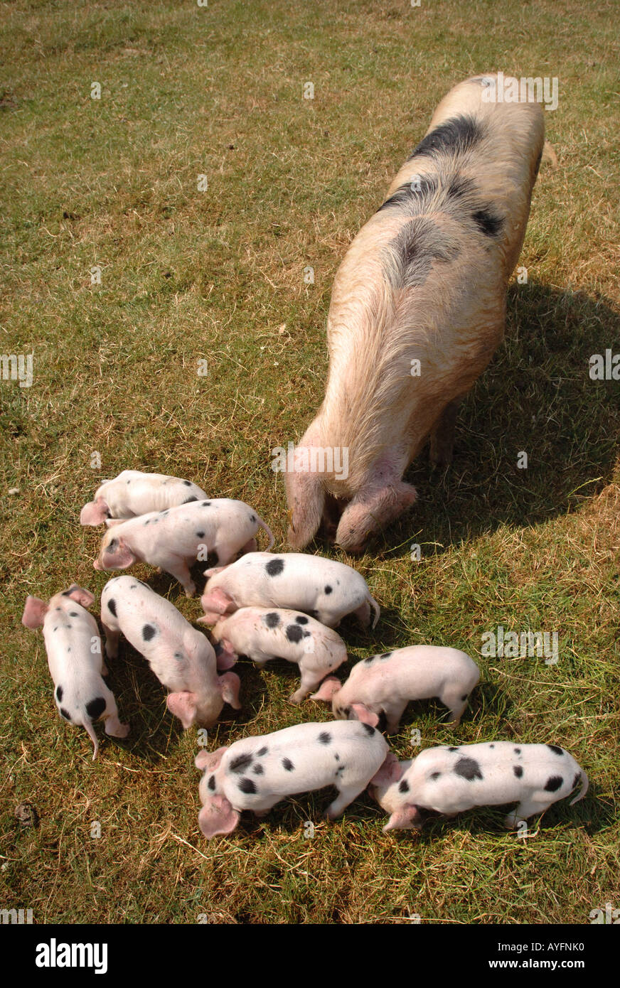 Un GLOUCESTER OLD SPOT seminare con lei i suinetti al Cotswold Farm Park vicino a STOW ON THE WOLD GLOUCESTERSHIRE REGNO UNITO Foto Stock