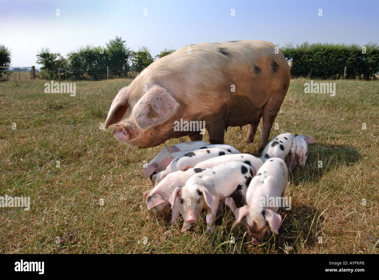 Un GLOUCESTER OLD SPOT seminare con lei i suinetti al Cotswold Farm Park vicino a STOW ON THE WOLD GLOUCESTERSHIRE REGNO UNITO Foto Stock