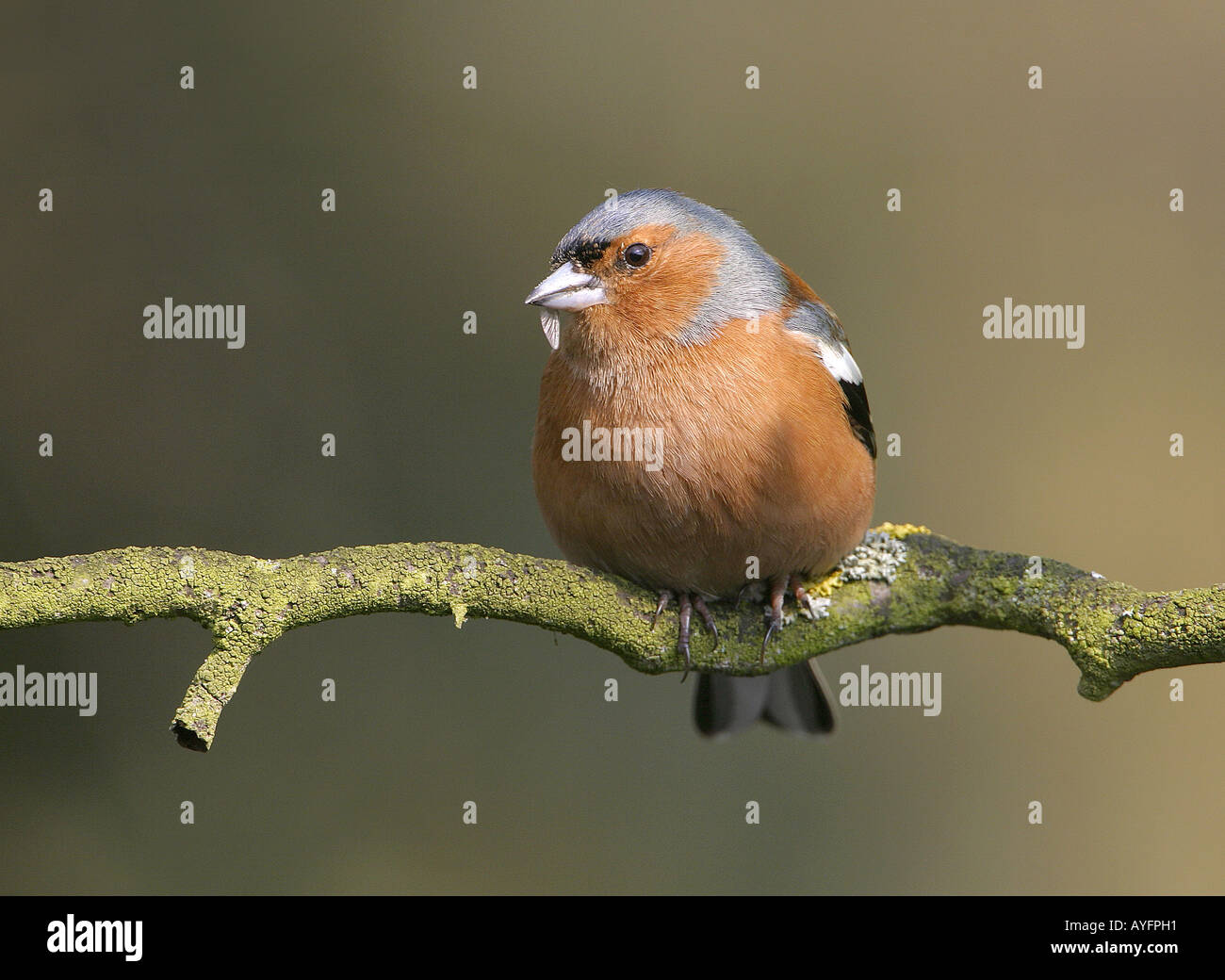 Fringuello, Fringilla coelebs, maschio seduto sul ramo di mangiare una mosca, UK uccello selvatico Foto Stock
