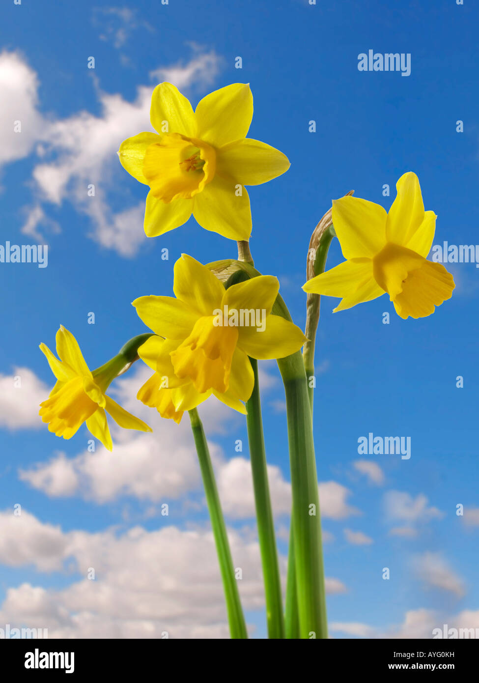 Giunchiglie contro un cielo blu con nuvole. Foto Stock