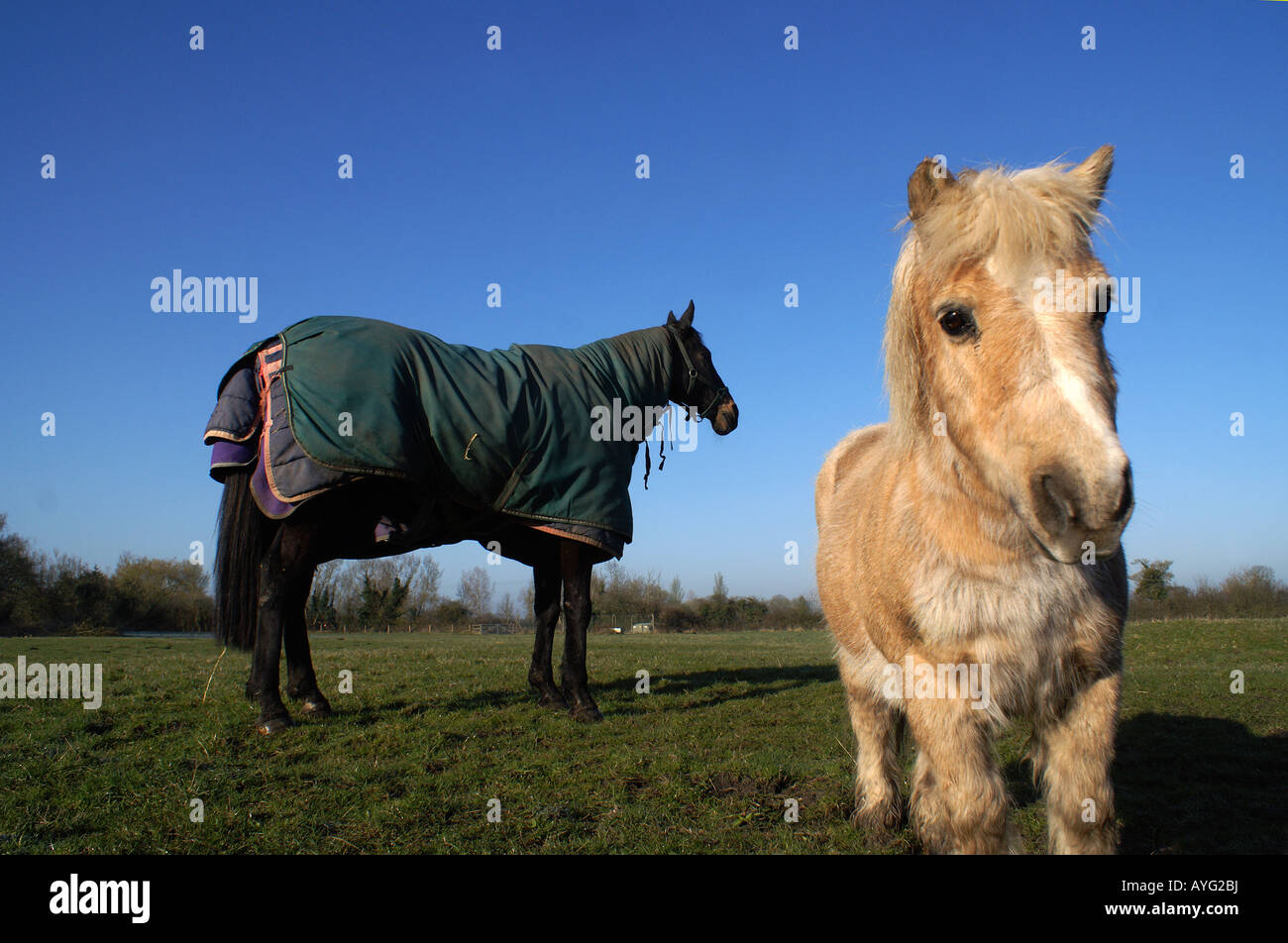 'L'delle corse ippiche e il Pony' Foto Stock