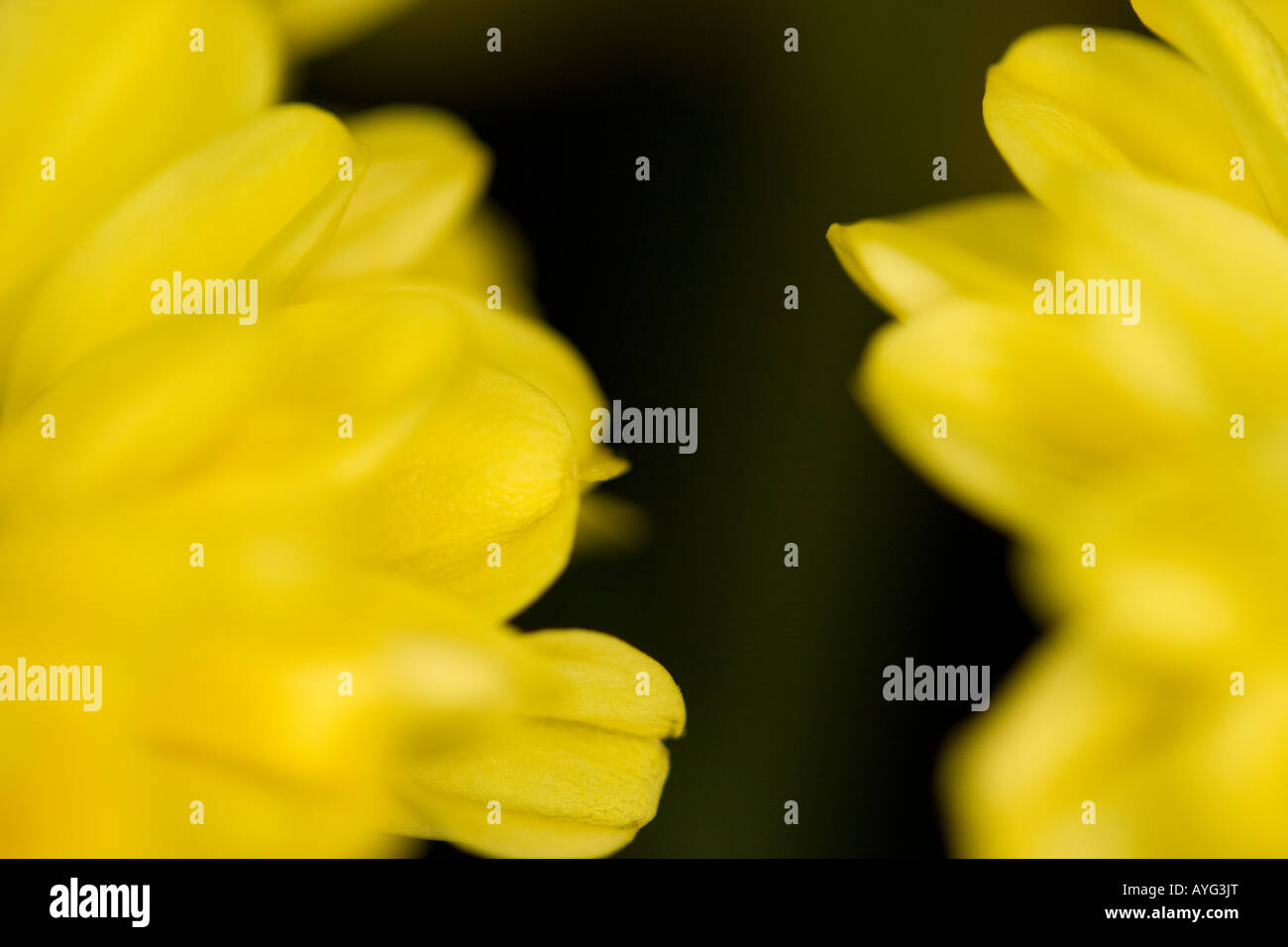Chiudere da un crisantemi Foto Stock