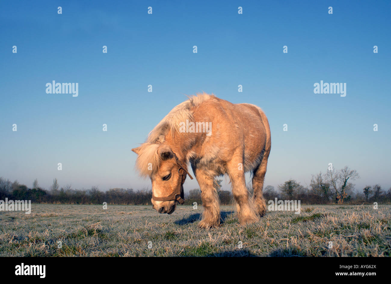 Pony Foto Stock