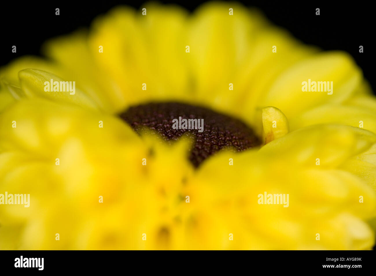 Chiudere da un crisantemi Foto Stock