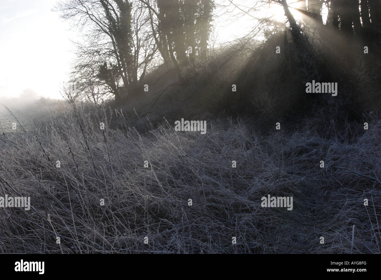 Un congelamento nebbia ricopre il sottobosco con una trasformata per forte gradiente Frost come il riscaldamento la mattina presto raggi di sole filtrare attraverso gli alberi Foto Stock