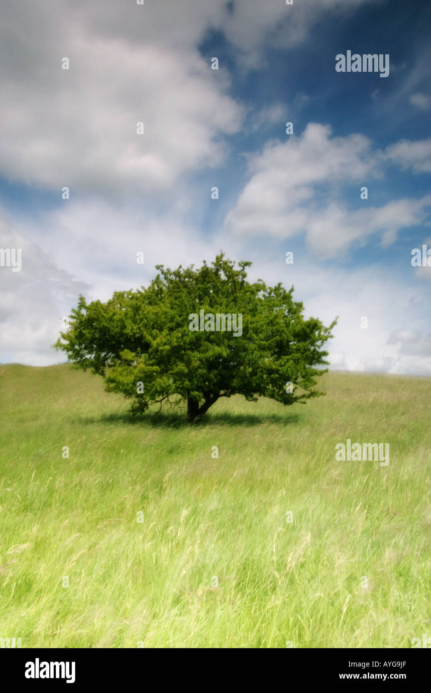 Un albero su una collina erbosa Foto Stock