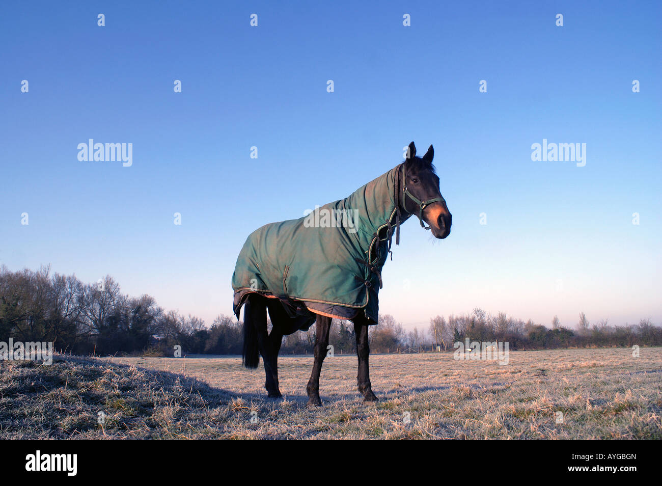 Signor D'Arcy,thoughbred delle corse ippiche indossando la sua coperta in inverno Foto Stock