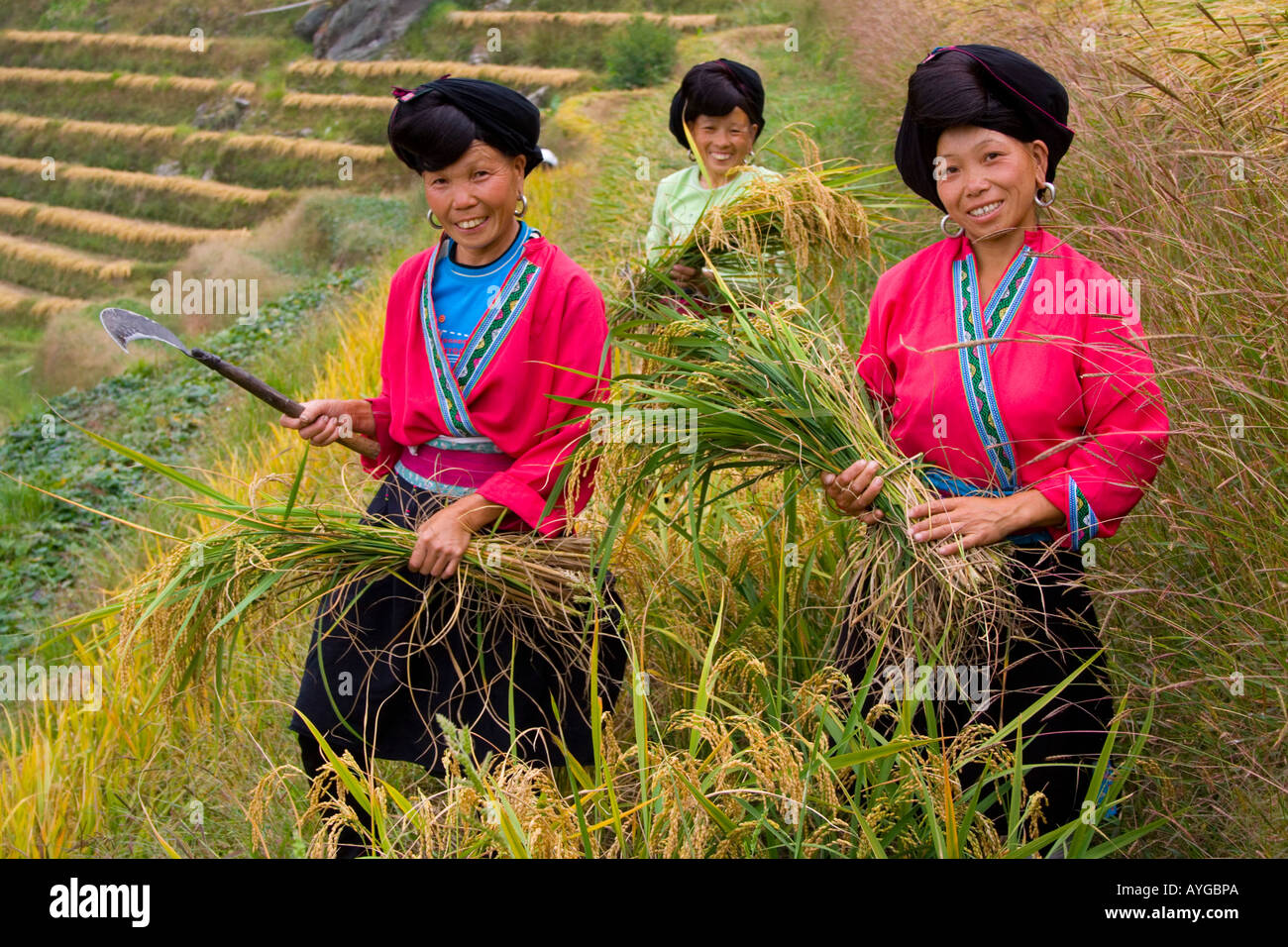 Yao donne il taglio del riso in terrazza minoranza campi Zhuang villaggio di Ping Un durante la stagione del raccolto di Longsheng Cina Foto Stock