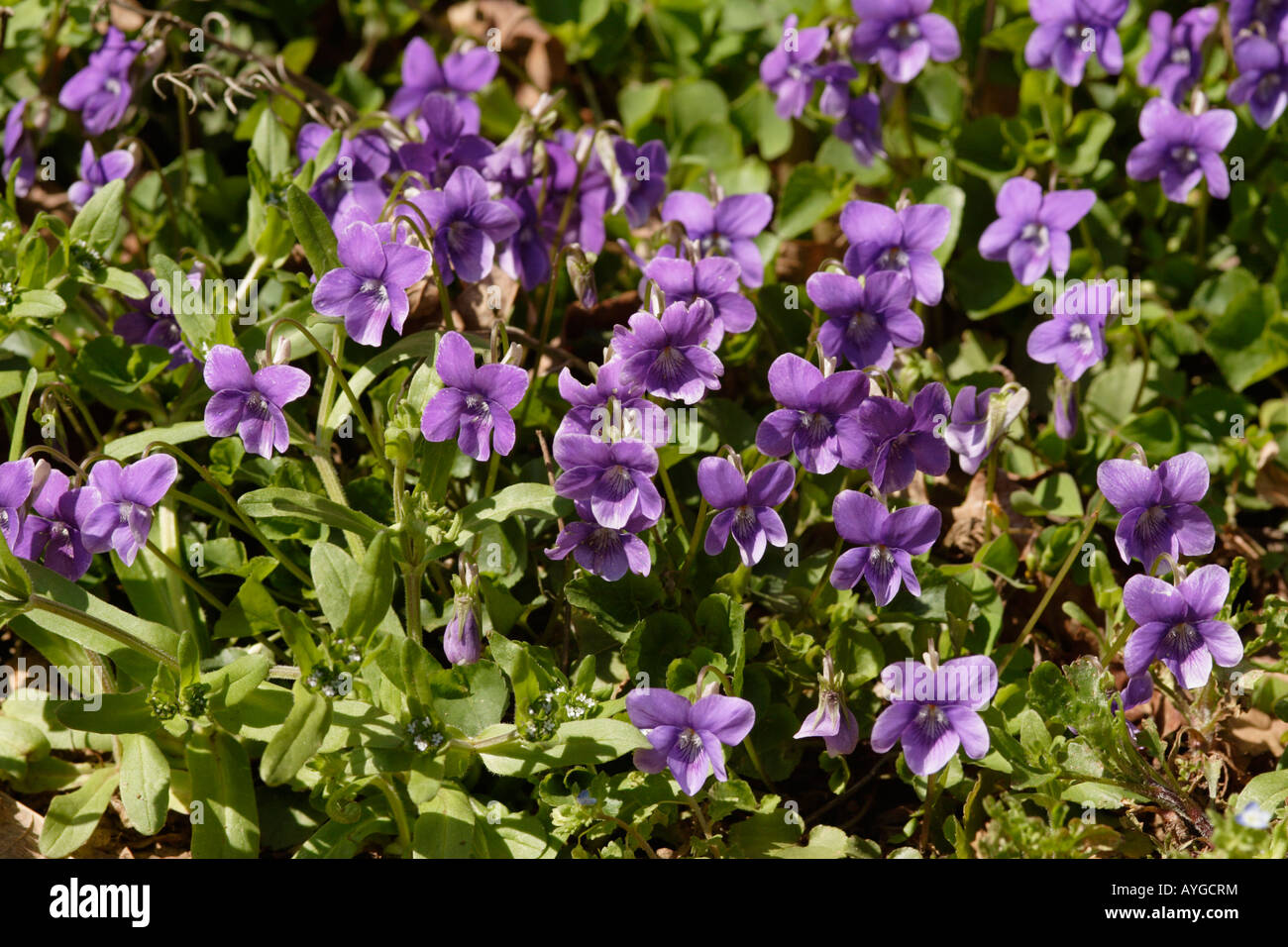 Cane comune viola (Viola riviniana) in fiore, Francia Foto Stock