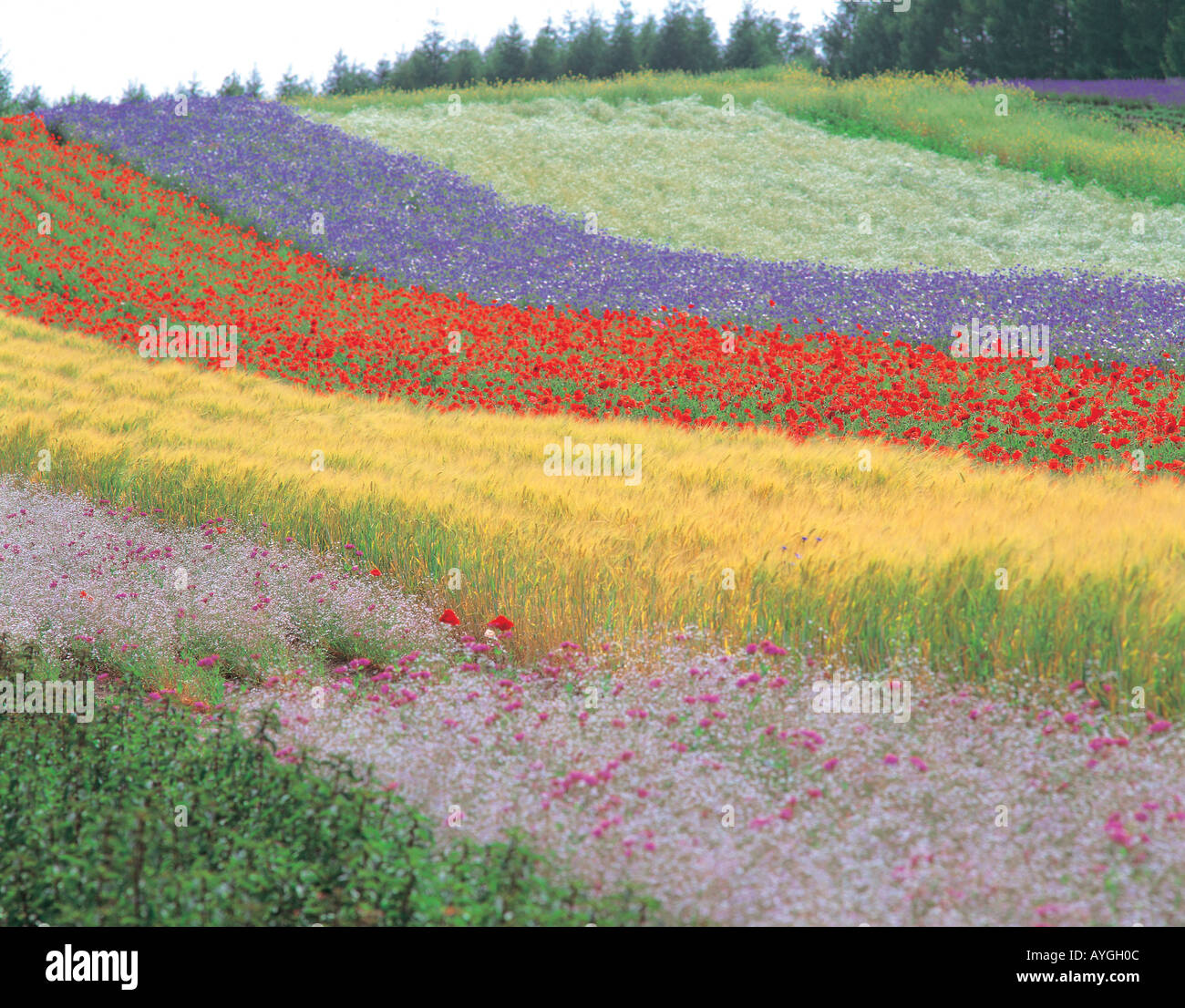 Flower Hill Garden Foto Stock