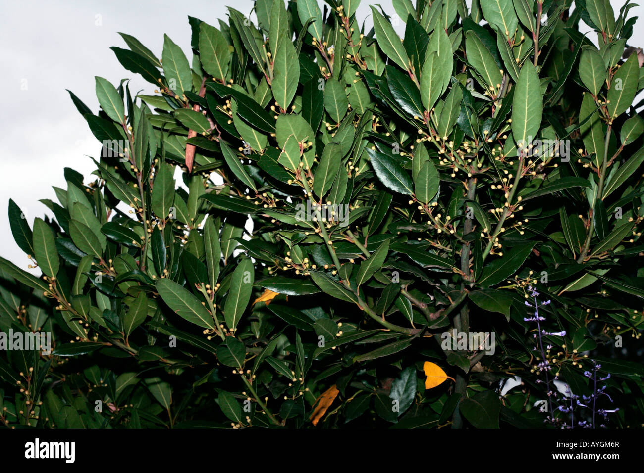 Bay/alloro/Bay Laurel tree-Laurus nobilis-famiglia Lauraceae Foto Stock