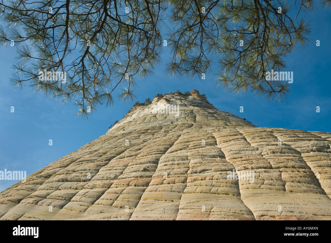 La Checkerboard Mesa, Parco Nazionale Zion, Utah Foto Stock