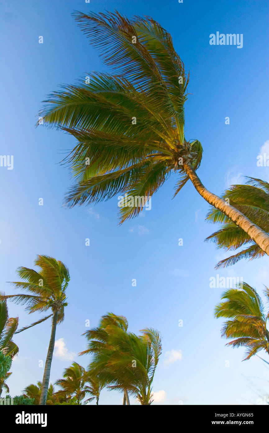 Mauritius - palme ondeggiano nel caldo off-brezza di mare Foto Stock