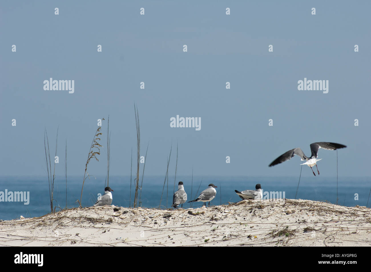 Dr Julian G Bruce St George Island State Park Foto Stock