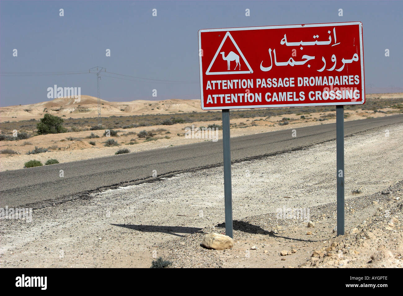 Camel incrocio autostradale di avvertimento sign in inglese francese e arabo deserto Tunisia Foto Stock