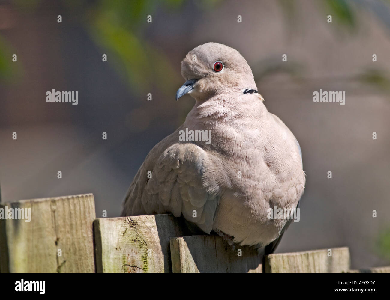 Colomba a collare (Streptopelia decaocto) Foto Stock