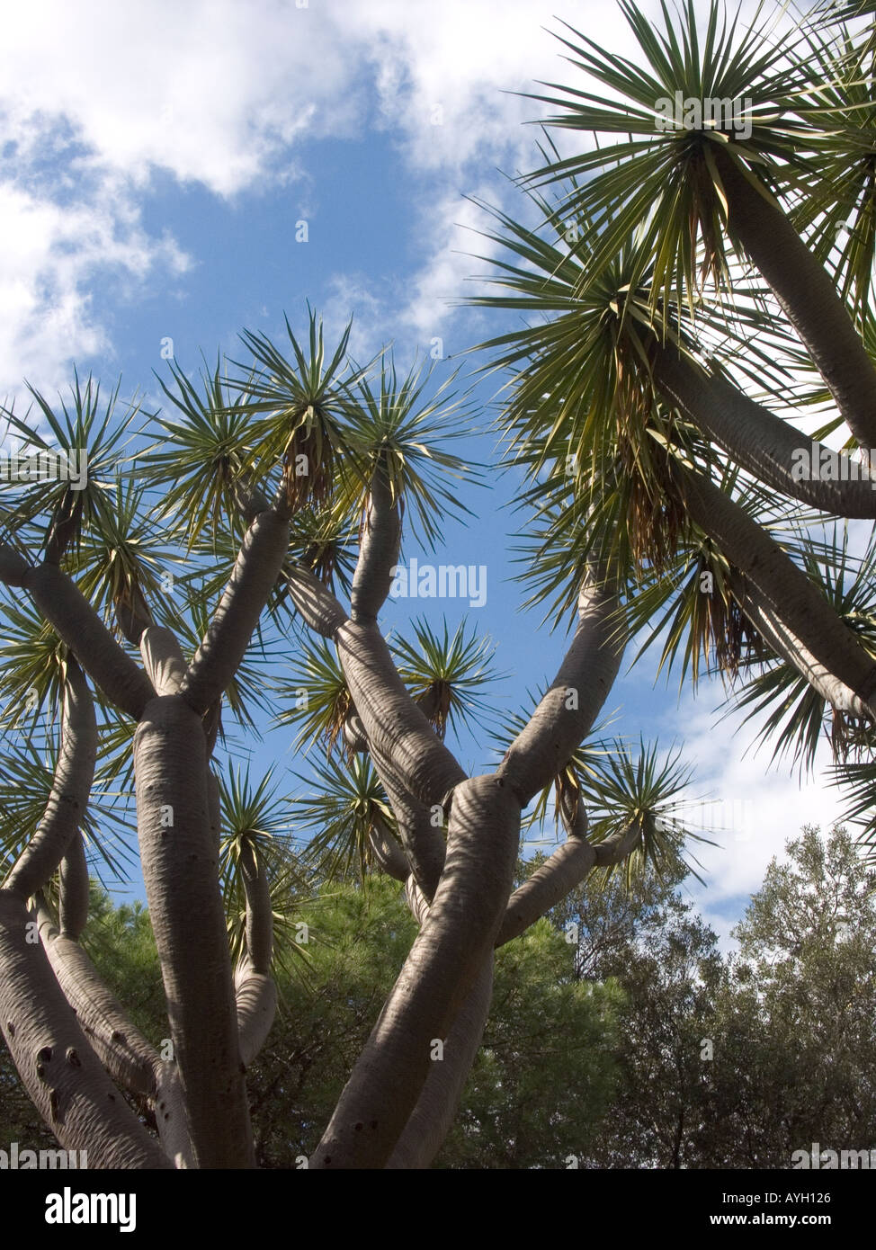 Dragon Tree Dracaena draco Gibilterra Alameda Giardini Botanici Foto Stock