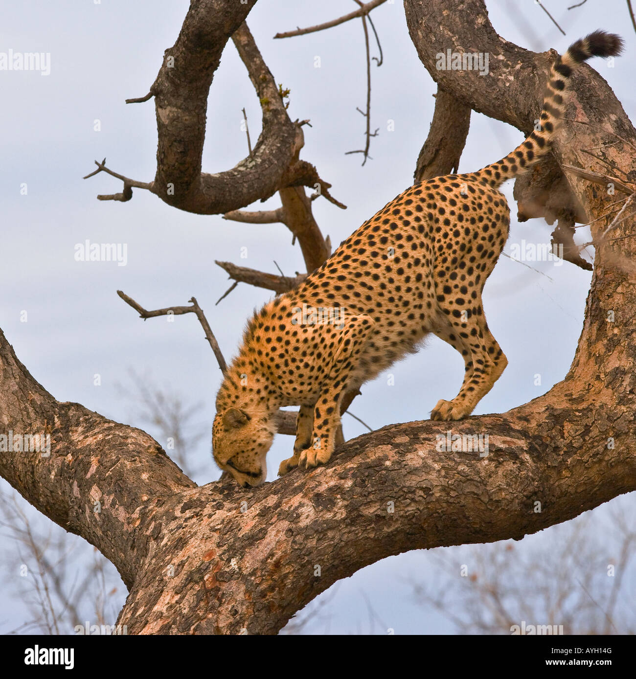 Ghepardo nella struttura ad albero, maggiore parco nazionale Kruger, Sud Africa Foto Stock