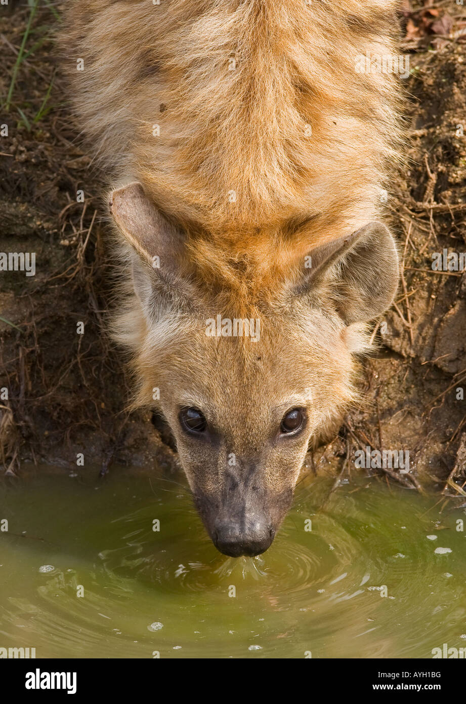 Close up Spotted Hyaena, maggiore parco nazionale Kruger, Sud Africa Foto Stock