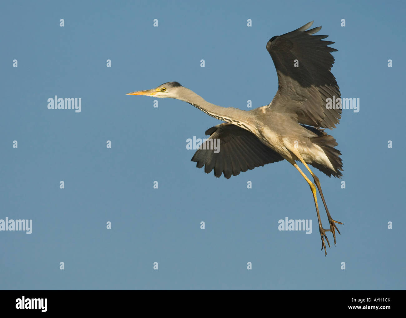 Close up di airone cenerino in volo, Marievale Bird Sanctuary, Sud Africa Foto Stock