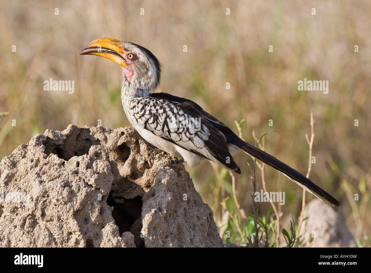 Close up di uccello, il maggiore parco nazionale Kruger, Sud Africa Foto Stock