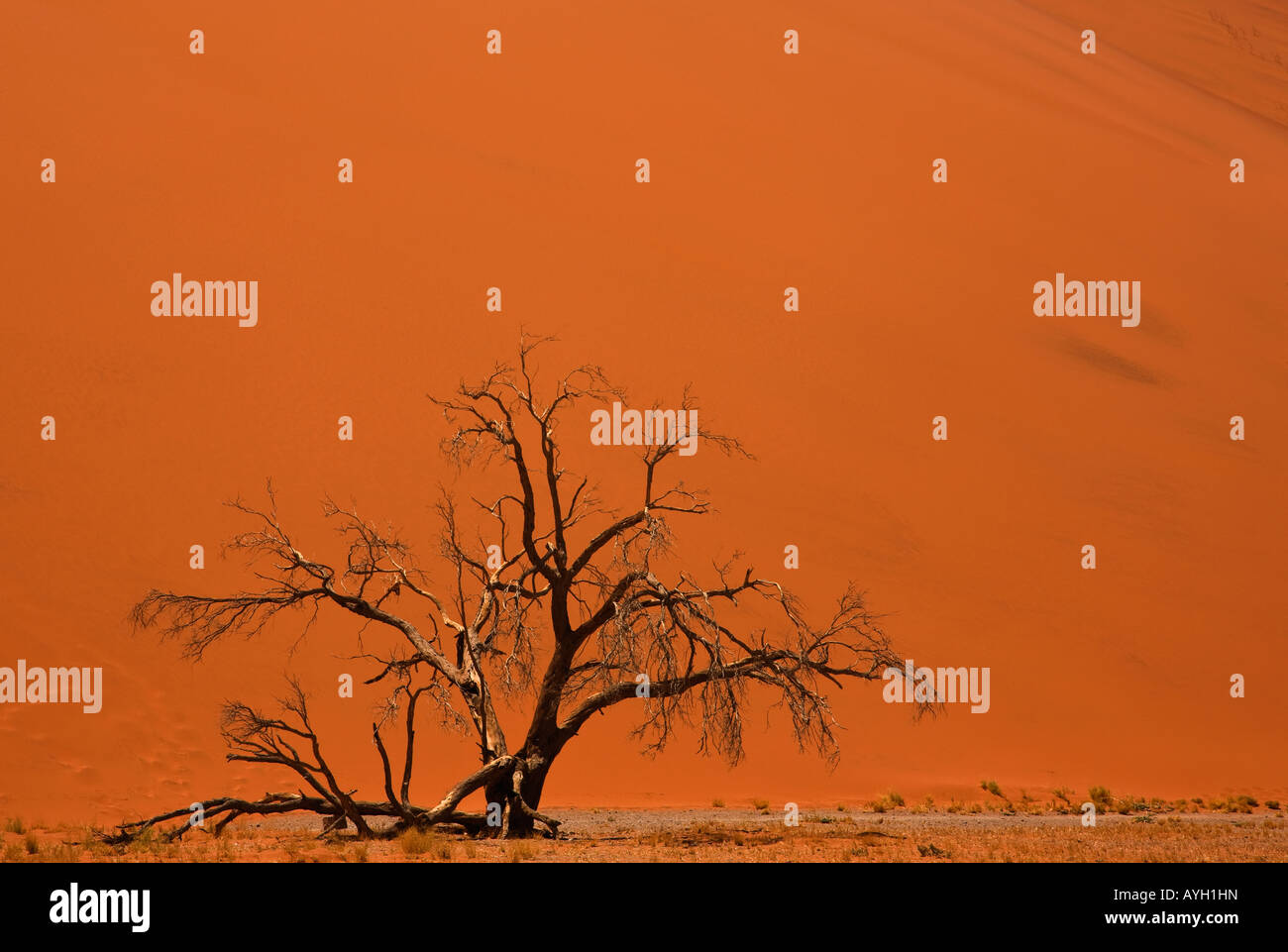 Albero nella parte anteriore della duna di sabbia, Namib Desert, Namibia, Africa Foto Stock