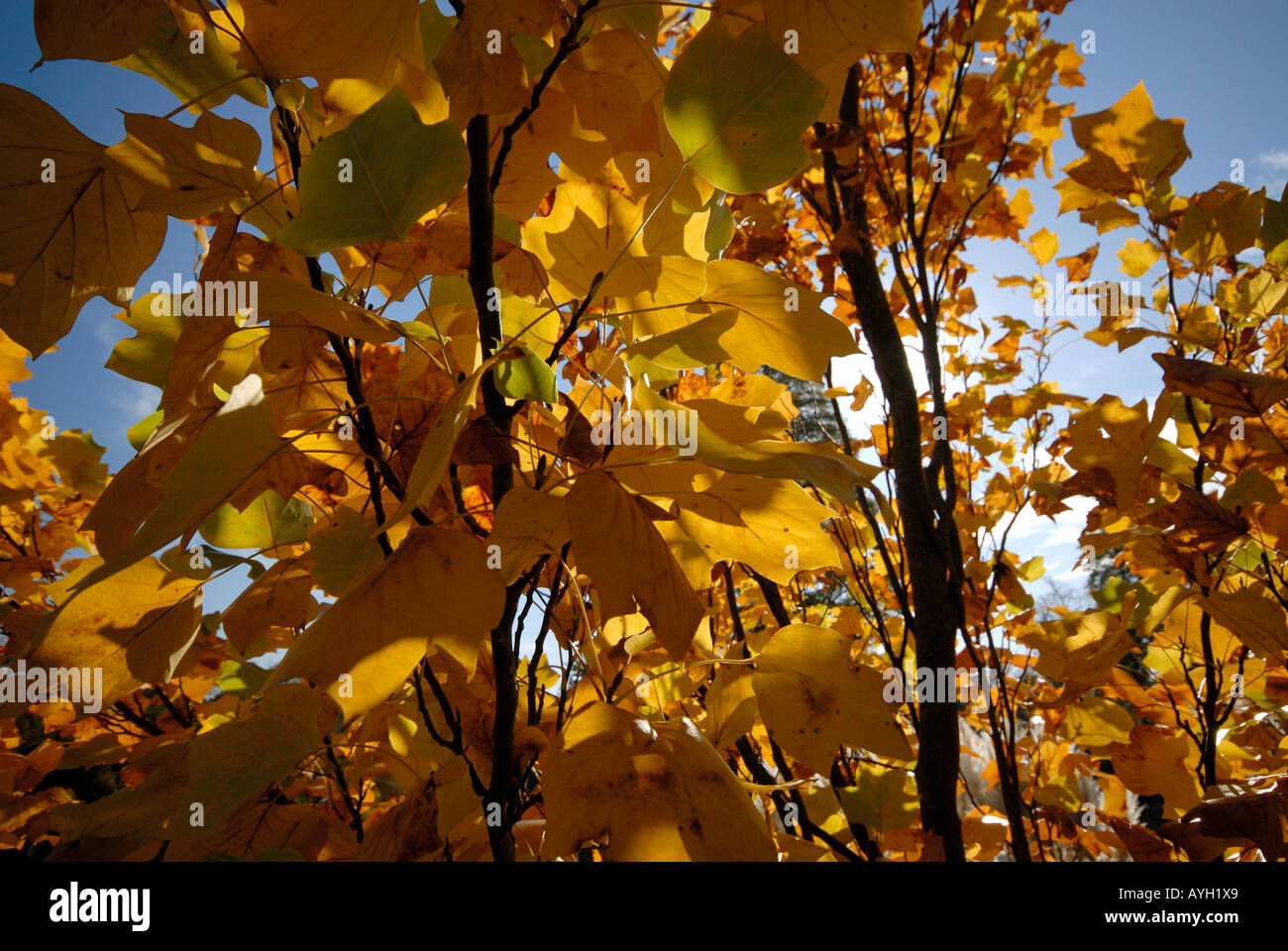 Foglie di autunno a Kew Gardens. Foto Stock