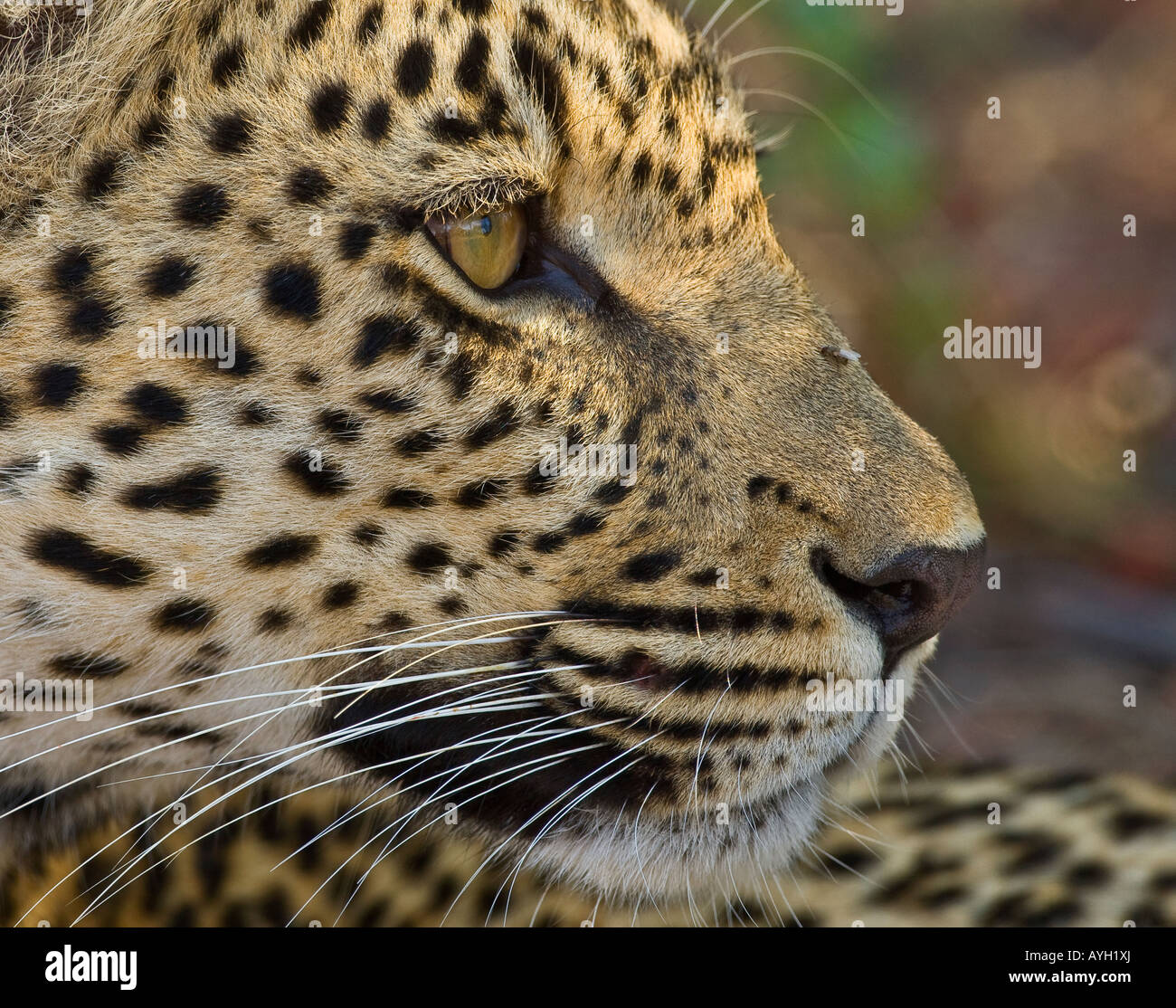 Close up di Leopard, il maggiore parco nazionale Kruger, Sud Africa Foto Stock