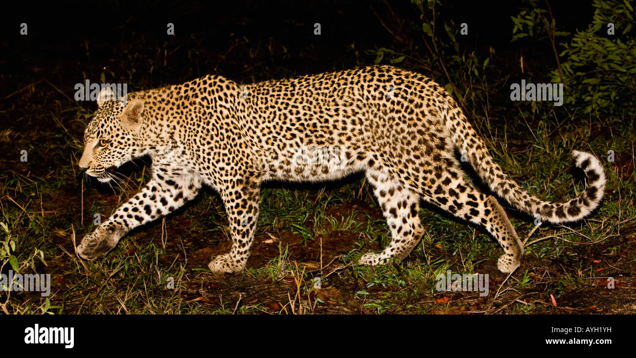 Leopard passeggiate, maggiore parco nazionale Kruger, Sud Africa Foto Stock