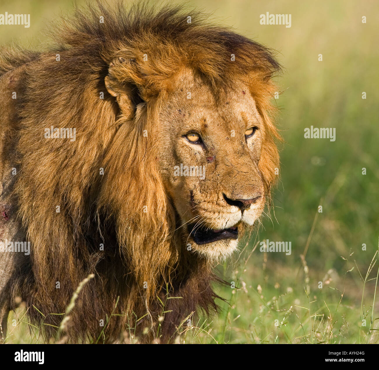 Close up dei maschi di Lion, il maggiore parco nazionale Kruger, Sud Africa Foto Stock