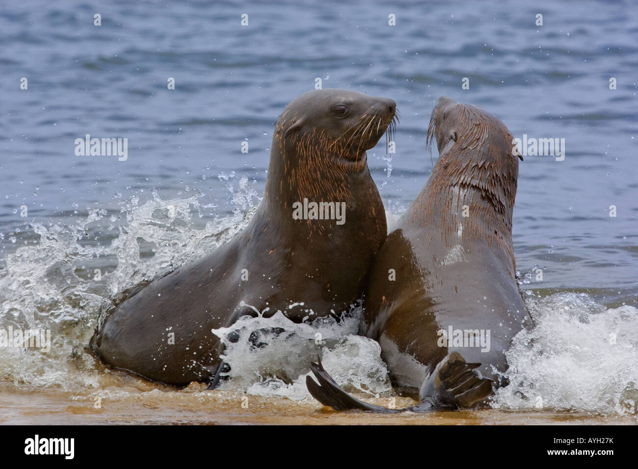 South African le foche in acqua, Namibia, Africa Foto Stock