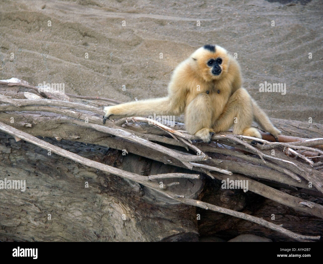 Femmina giallo-cheeked Crested gibbone ( Nomascus gabriellae ) Buff cheeked giallo cheeked animale mammifero animali mammiferi primate Foto Stock