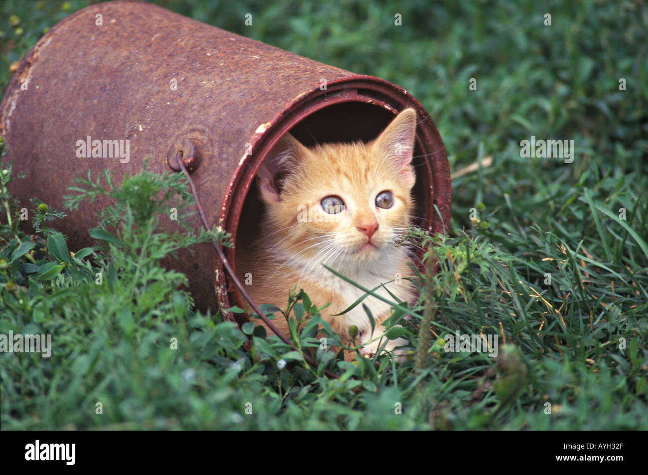 Kitten picchi fuori di una vecchia vernice può Foto Stock